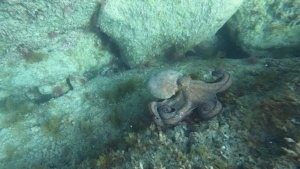 Octopus vulgaris Polpo intotheblue.it