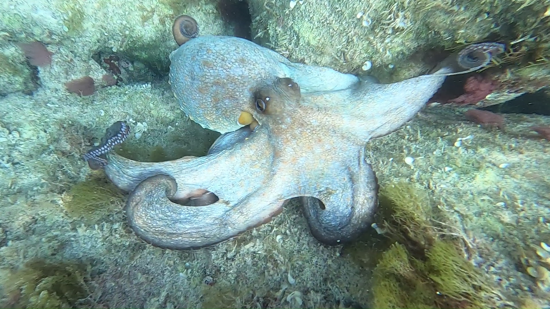Octopus vulgaris Polpo intotheblue.it