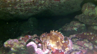 Black scorpionfish - Scorpaena porcus