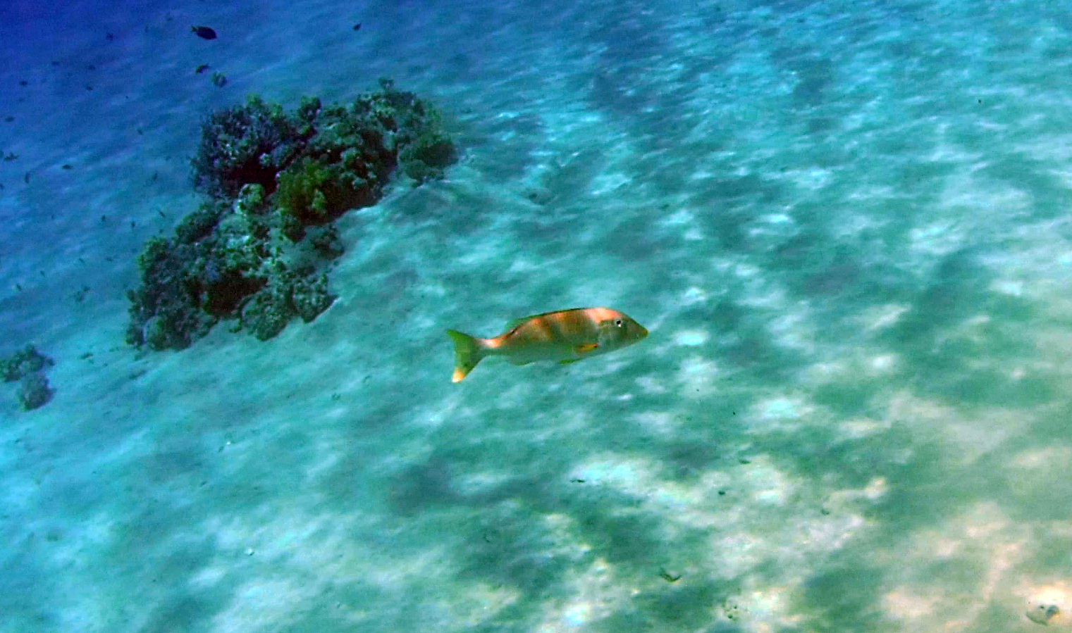 Azzannatore maculato - Lutjanus monostigma - One-spot snapper - intotheblue.it