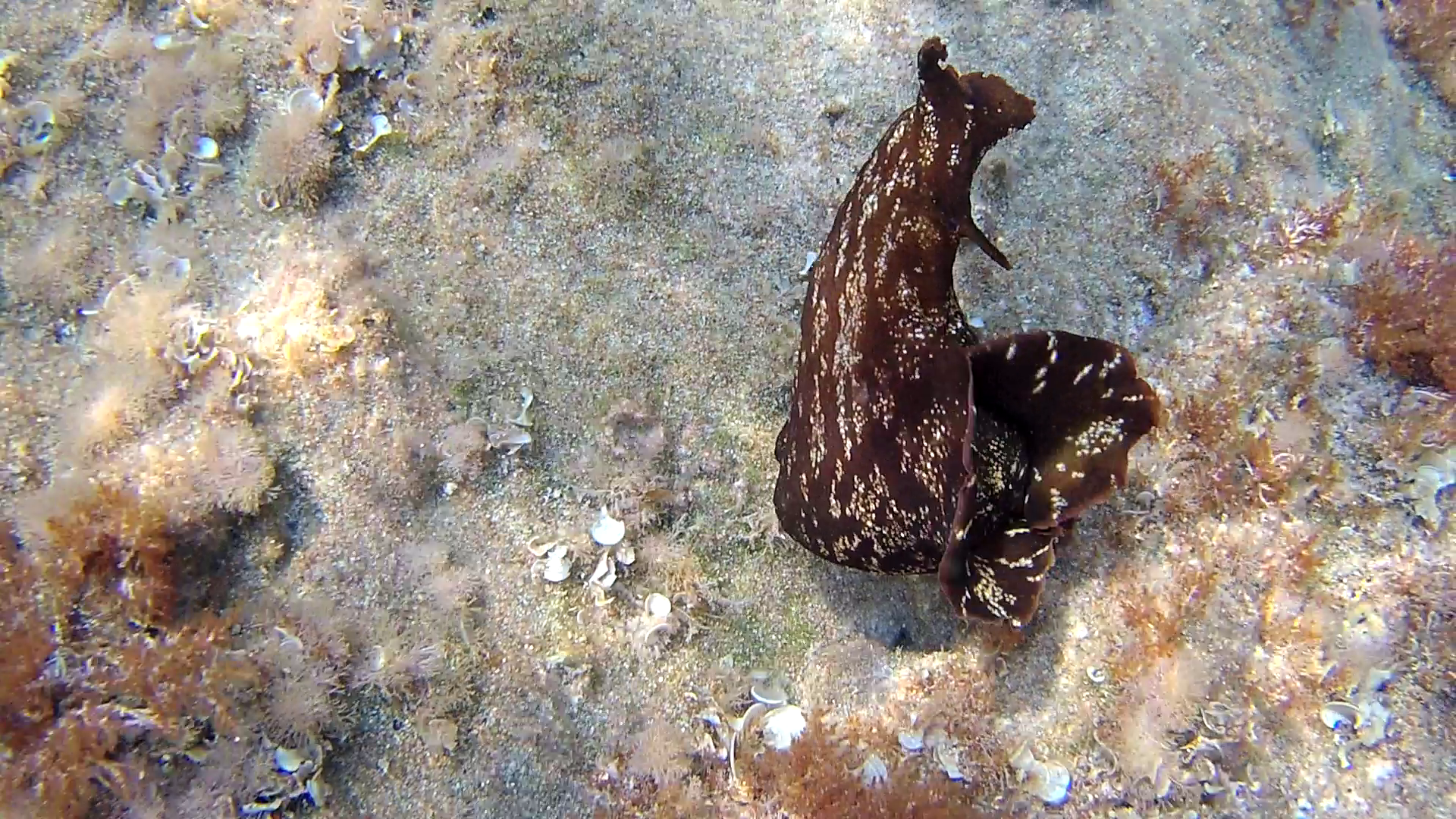 Lepre marina - Aplysia depilans - Depilatory sea hare - Ballerina spagnola del Mediterraneo - intotheblue.it