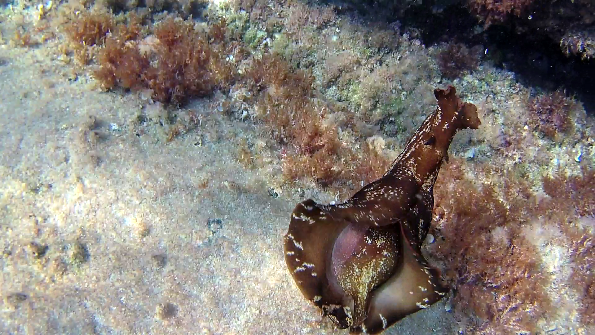 Lepre marina - Aplysia depilans - Depilatory sea hare - Ballerina spagnola del Mediterraneo - intotheblue.it