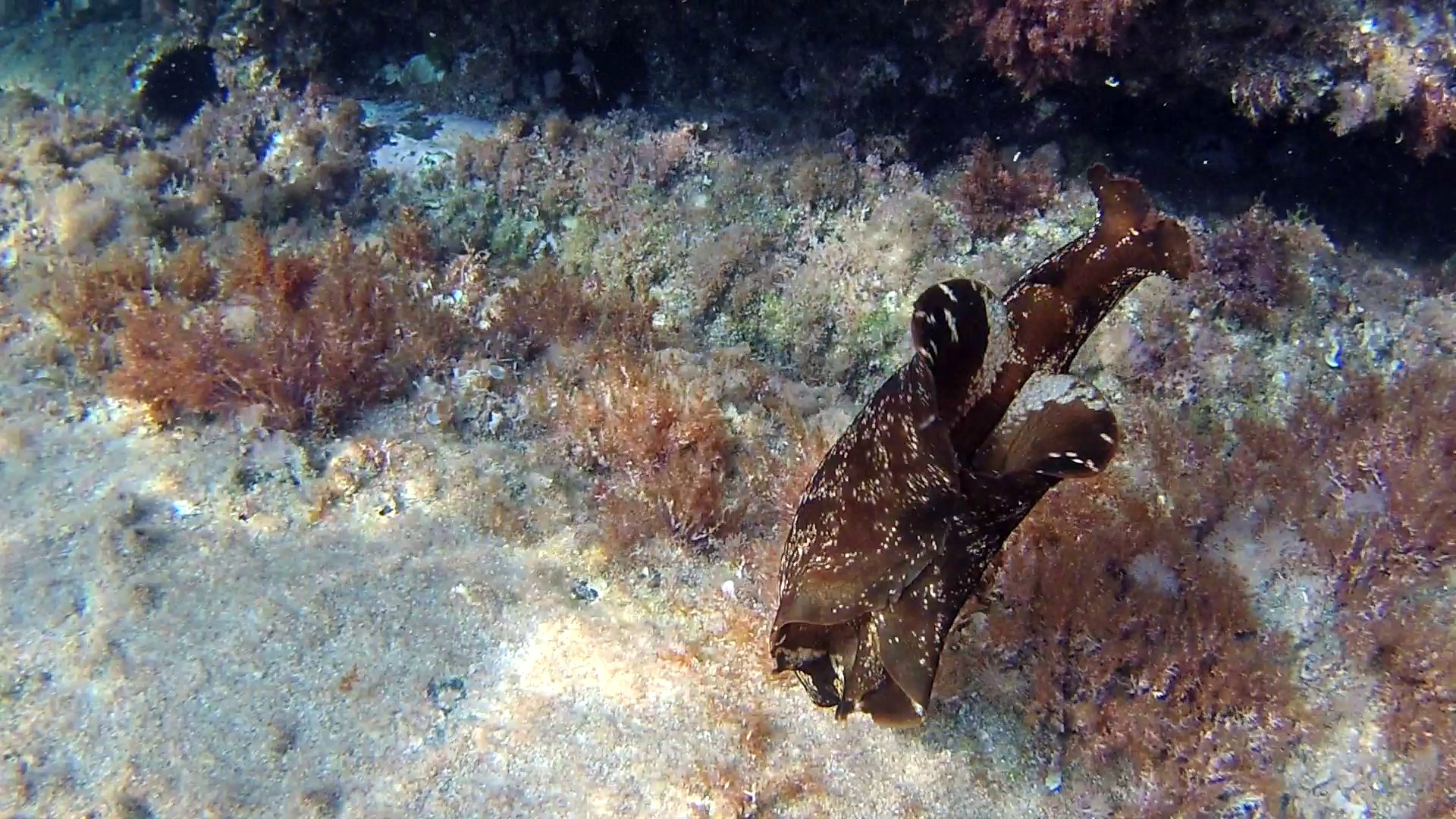 Lepre marina - Aplysia depilans - Depilatory sea hare - Ballerina spagnola del Mediterraneo - intotheblue.it