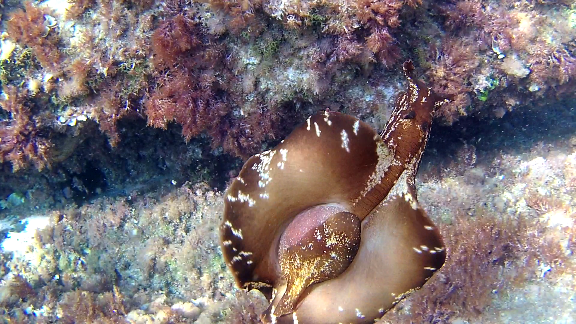 Lepre marina - Aplysia depilans - Depilatory sea hare - Ballerina spagnola del Mediterraneo - intotheblue.it