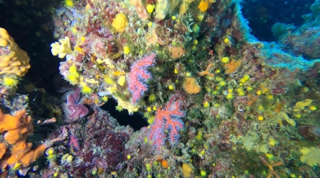 Corallo rosso Corallium rubrum Precious coral Red Coral intotheblue.it
