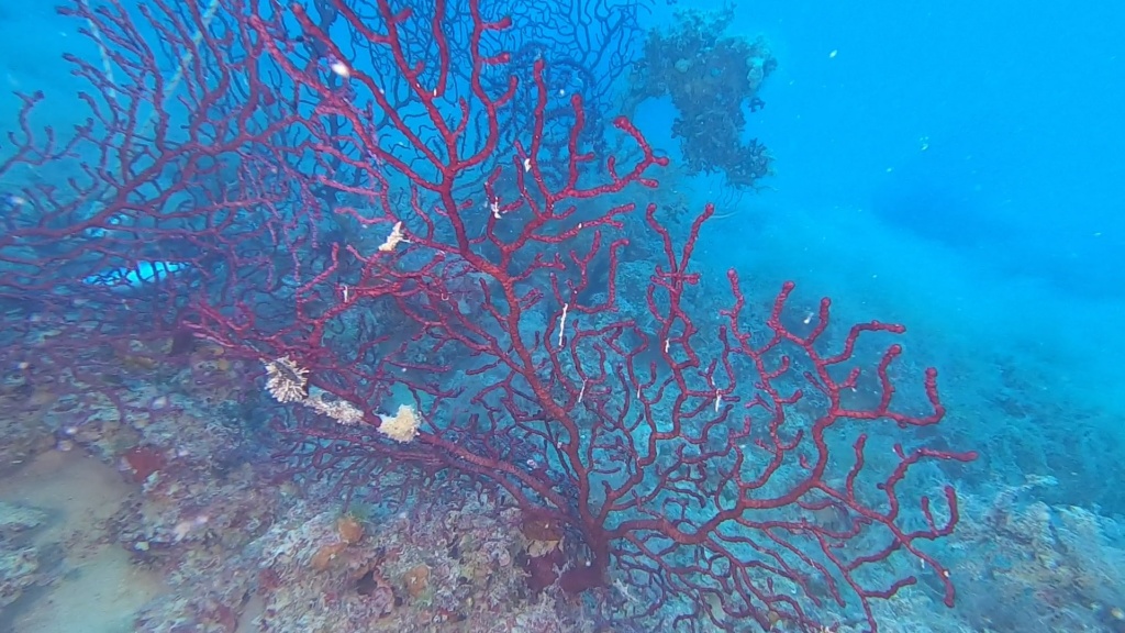 Gorgonia rossa, Paramuricea clavata, Violescent sea-whip. Immersione tra le Gorgonie rosse. intotheblue.it