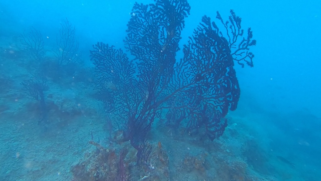 Gorgonia rossa, Paramuricea clavata, Violescent sea-whip. Dive with Paramuricea clavata. intotheblue.it