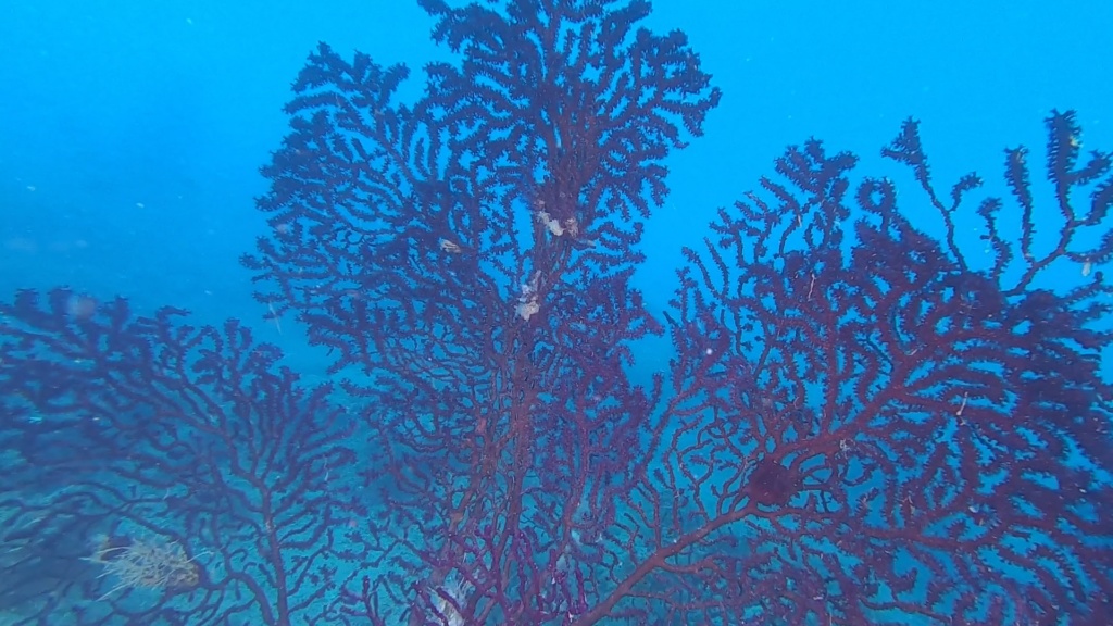 Gorgonia rossa, Paramuricea clavata, Violescent sea-whip. Immersione tra le Gorgonie rosse. intotheblue.it