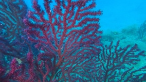 Gorgonia rossa, Paramuricea clavata, Violescent sea-whip. Dive with Paramuricea clavata. intotheblue.it