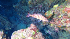 Comber fish - Serranus cabrilla