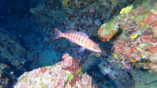 Serranus cabrilla - Perchia - Comber fish