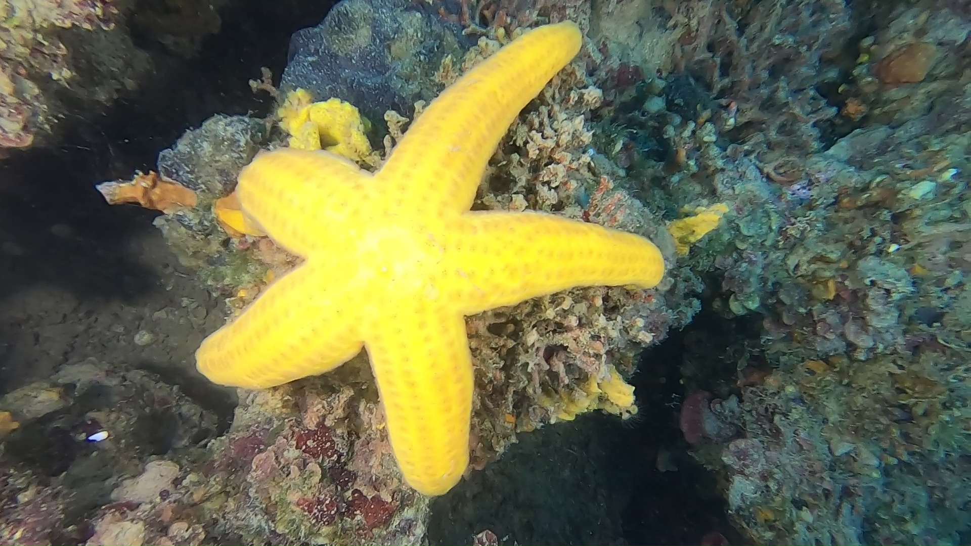 Stella Marina Arancio Hacelia attenuata Orange starfish intotheblue.it