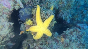 Orange starfish - Hacelia attenuata