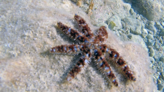 Stella marina variabile o stella marina spinosa - Coscinasterias tenuispina