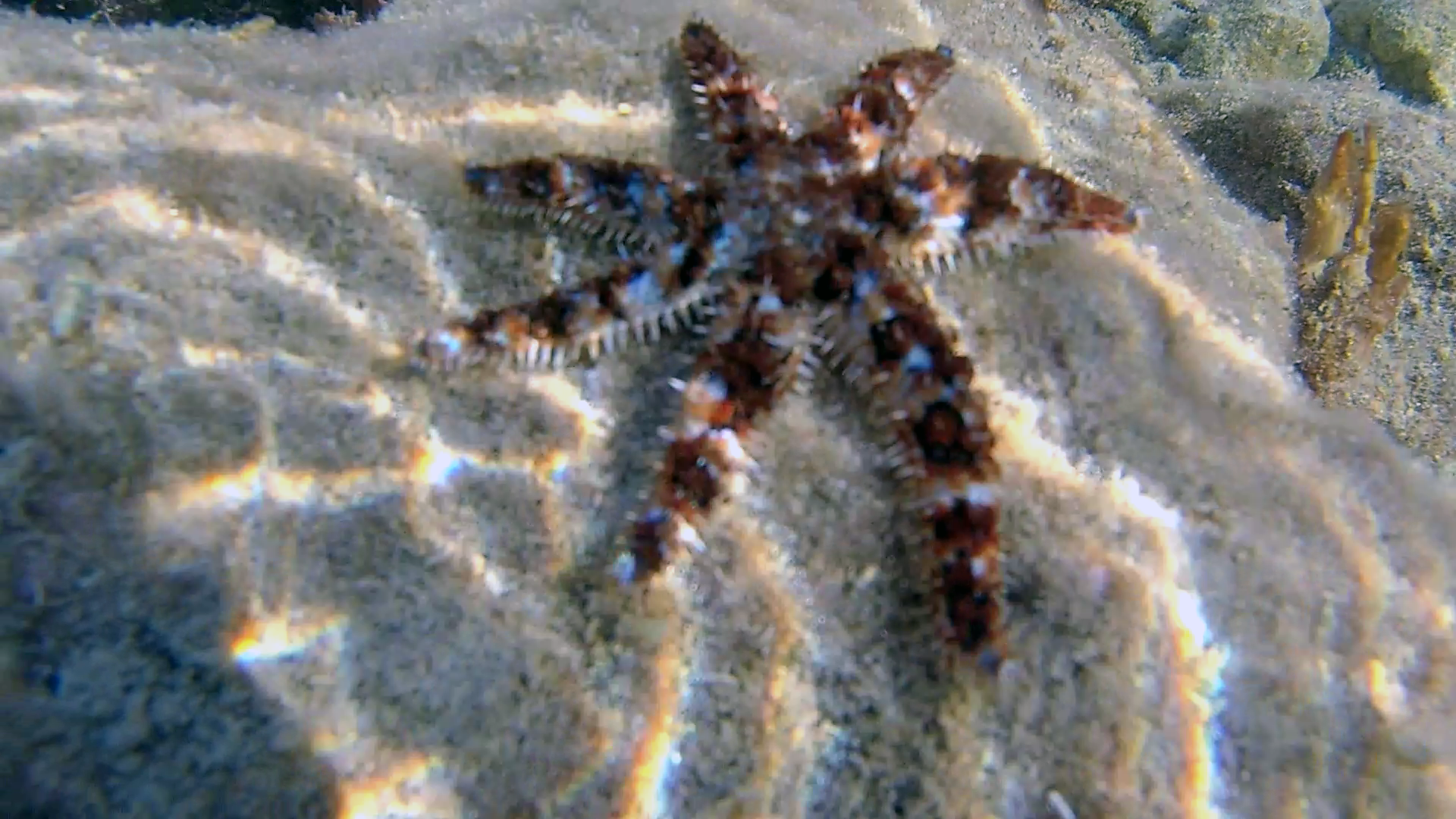 Stella marina variabile - the blue spiny starfish - Coscinasterias tenuispina - intotheblue.it