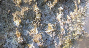 Marbled rock crab - Pachygrapsus marmoratus