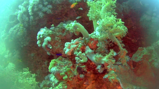 Yellow Soft coral - Dendronephthya hemprichi