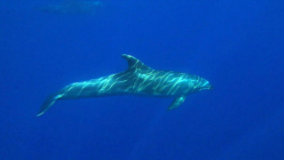 Santuario dei cetacei: incontro con Delfini e Megattera
