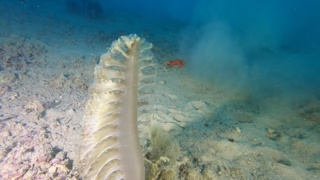 White sea pen White Pennatula - Pteroeides spinosum