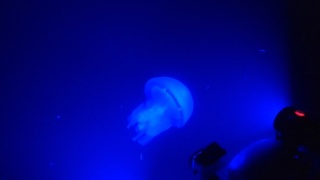 Barrel Jellyfish and Plankton