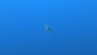 Pelagia noctiluca Luminous jellyfish Purple jellyfish