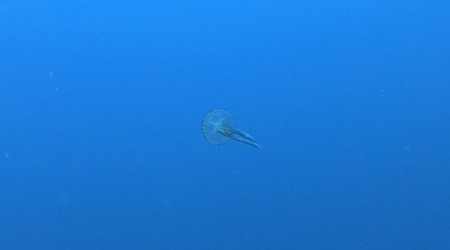Pelagia noctiluca Luminous jellyfish Purple jellyfish