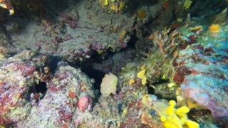 Trina di mare gialla - Reteporella grimaldii