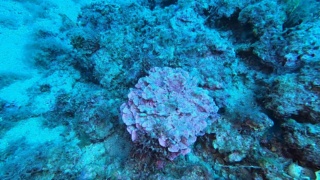 alga corallina Lithophyllum stictaeforme Coral algae