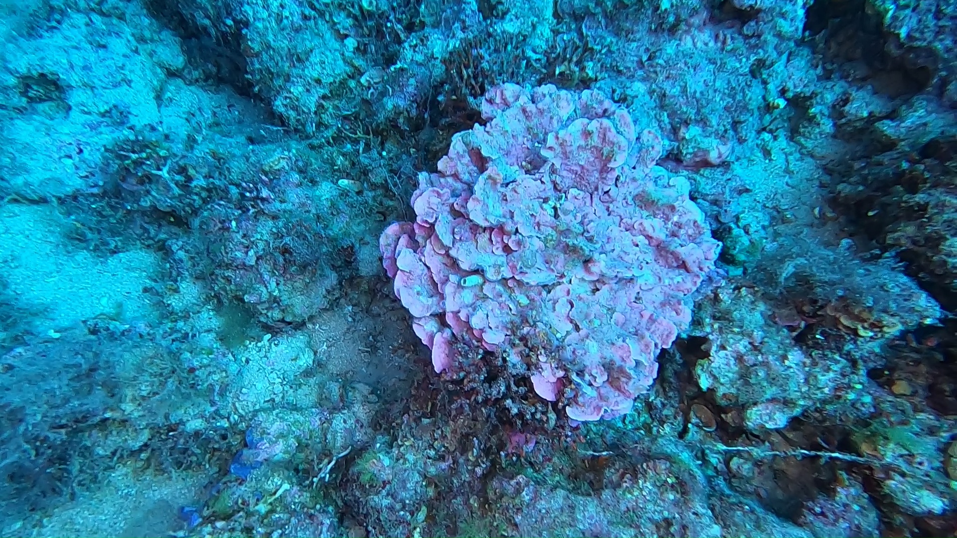 alga corallina Lithophyllum stictaeforme Coral algae intotheblue.it