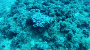 alga corallina Lithophyllum stictaeforme Coral algae intotheblue.it