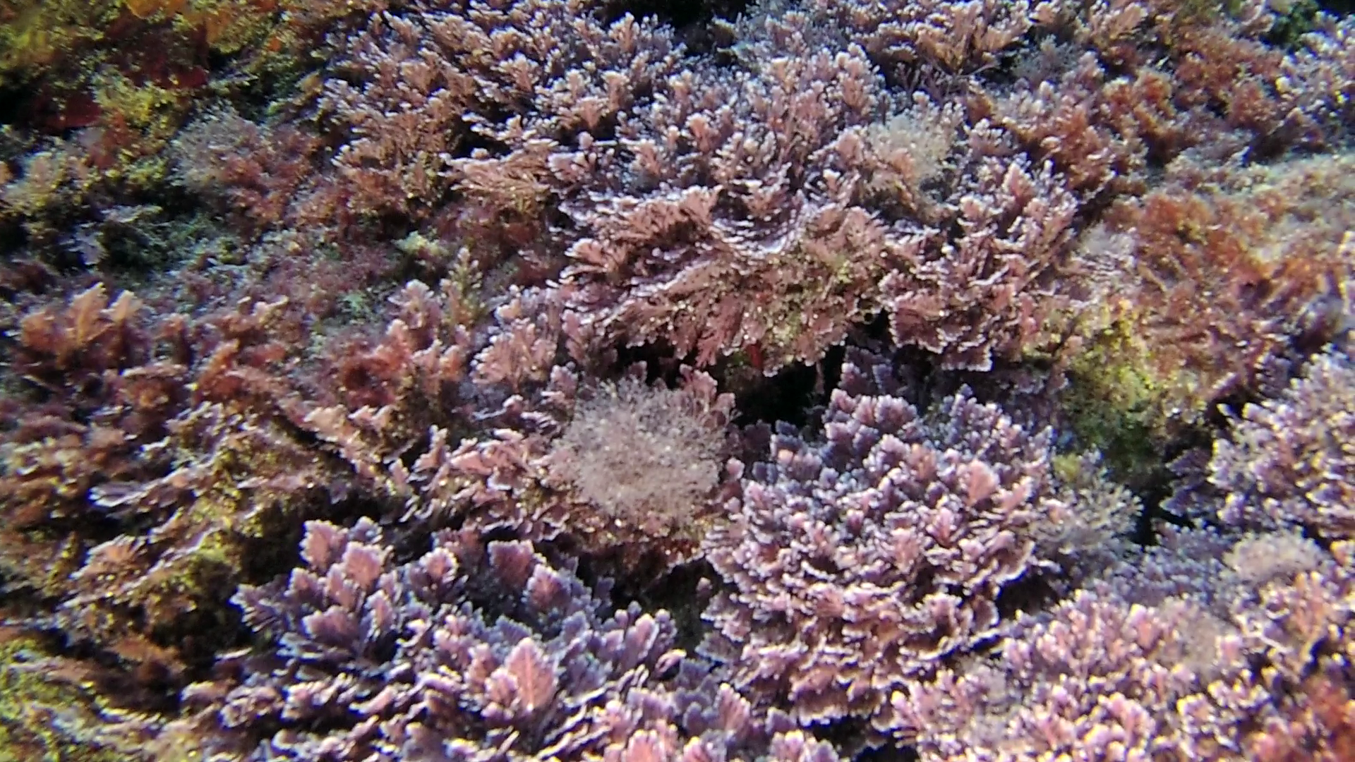 Alga Corallina caespitosa - Seaweed Corallina caespitosa - intotheblue.it