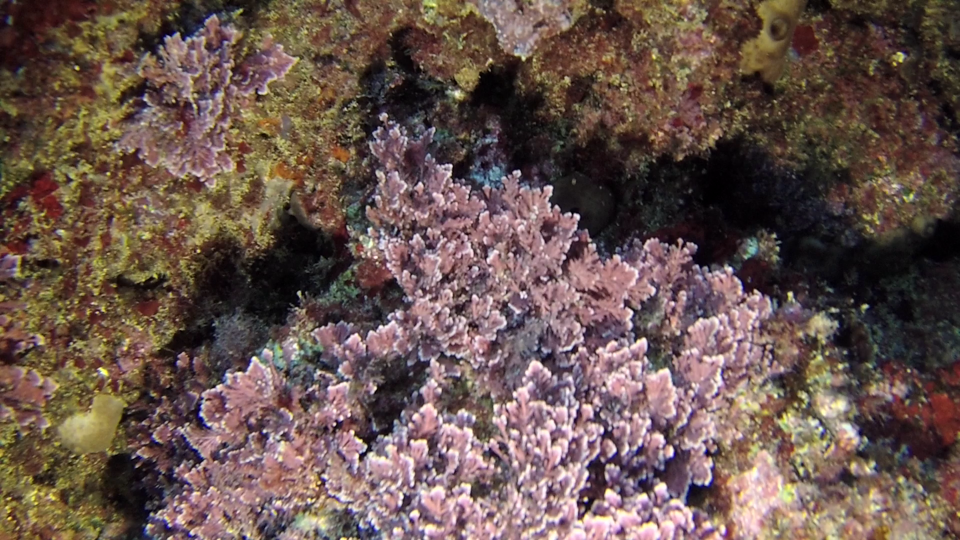 Alga Corallina caespitosa - Seaweed Corallina caespitosa - intotheblue.it