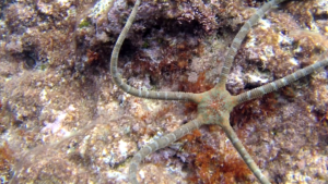 Stella Serpentina liscia - Ophioderma longicauda - brittle starfish - intotheblue.it