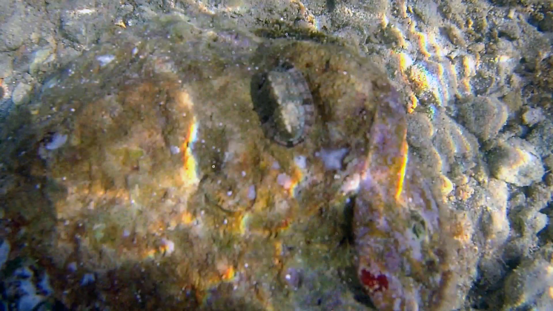 Chitone del Mediterraneo - Chiton olivaceus - intotheblue.it