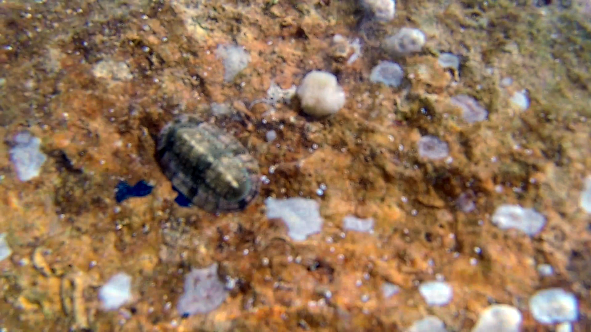 Chitone del Mediterraneo - Chiton olivaceus - intotheblue.it