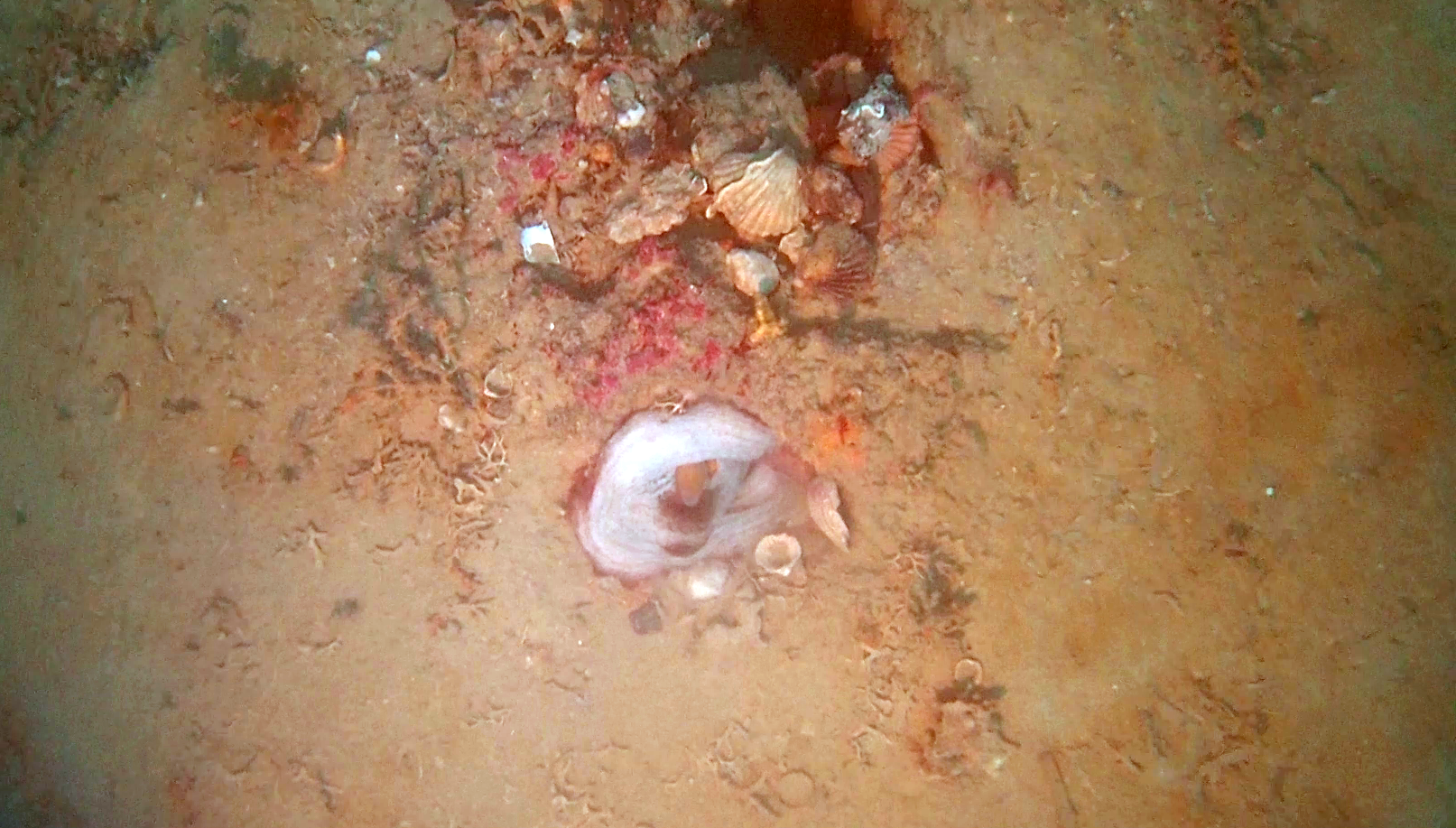 Le tane del Polpo - Octopus vulgaris - The dens of the Octopus - intotheblue.it
