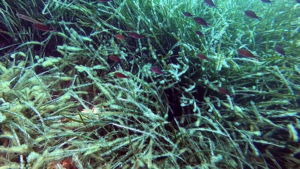 Prateria di Posidonia e Chromis chromis- Posidonia oceanica - Neptune grass - intotheblue.it