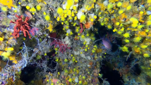 scoglio con corallo rosso e Parazoanthus axinellae - reef with Corallium rubrum and Parazoanthus axinellae - intotheblue.it