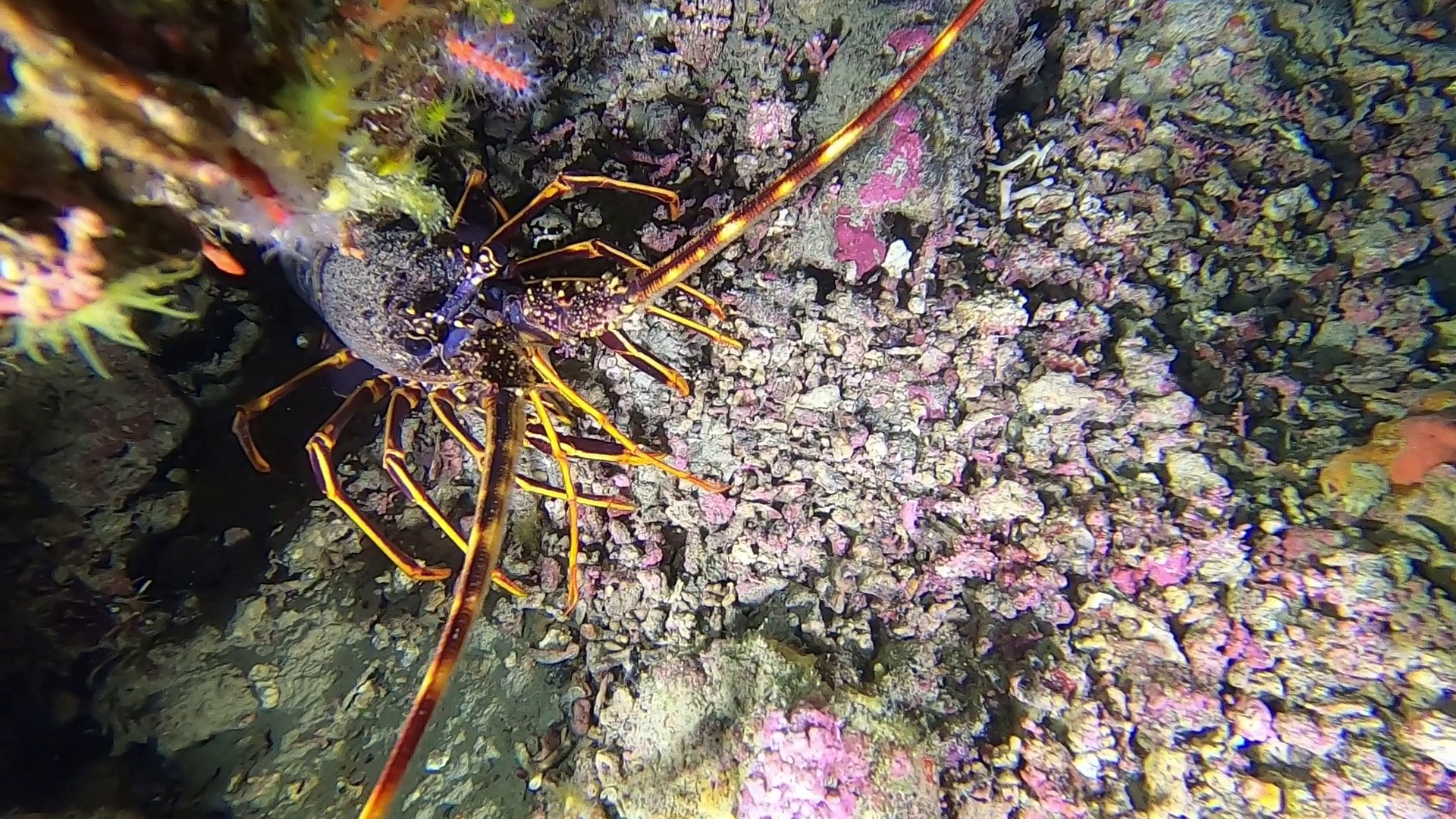 Aragosta mediterranea - Palinurus elephas - Spiny lobster - intotheblue.it