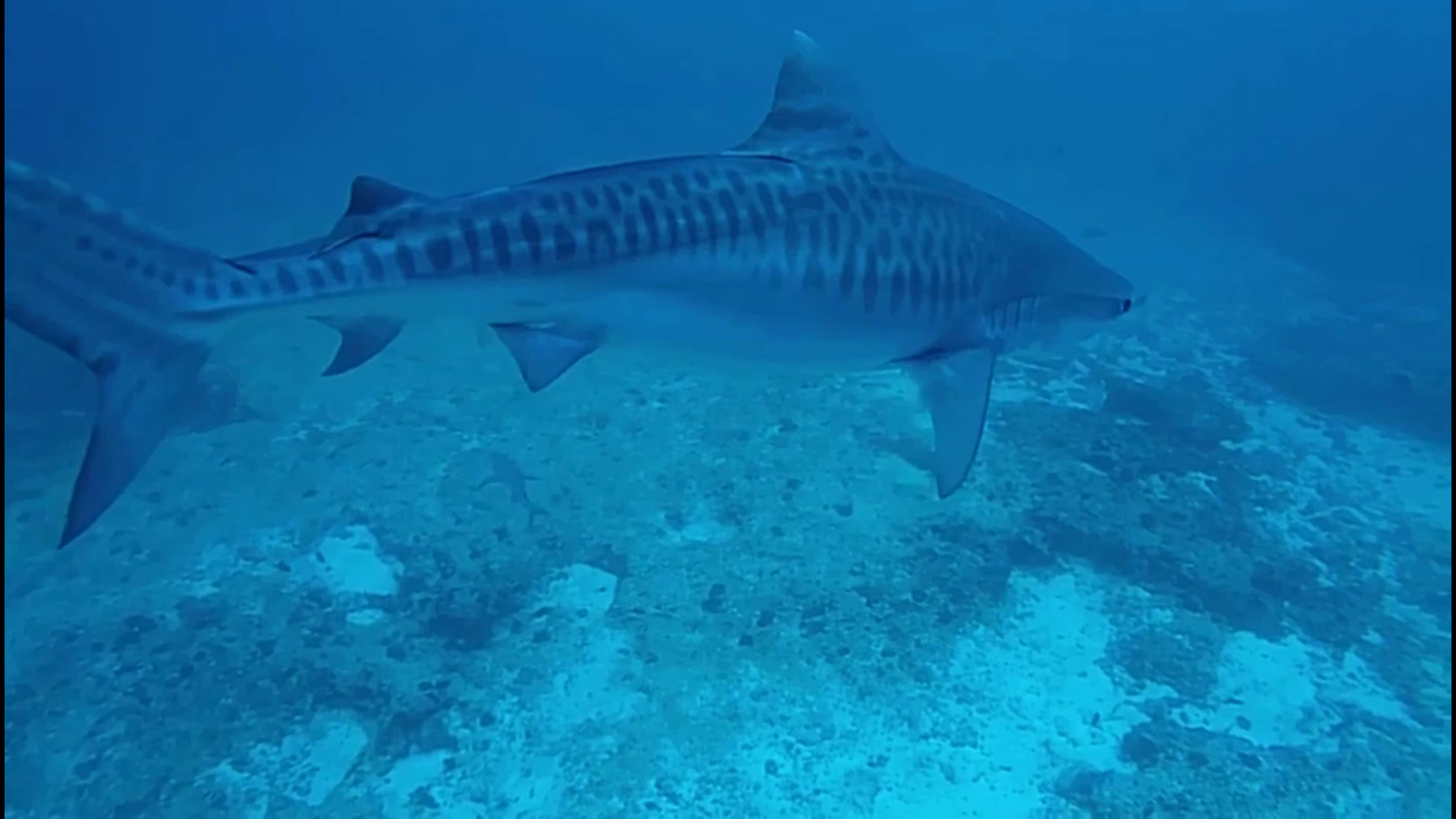 Squalo Tigre - Galeocerdo cuvier - Tiger Shark - intotheblue.it