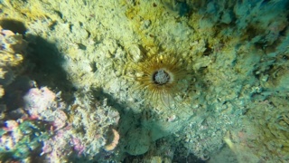 Cylinder anemone - Cerianthus Membranaceus