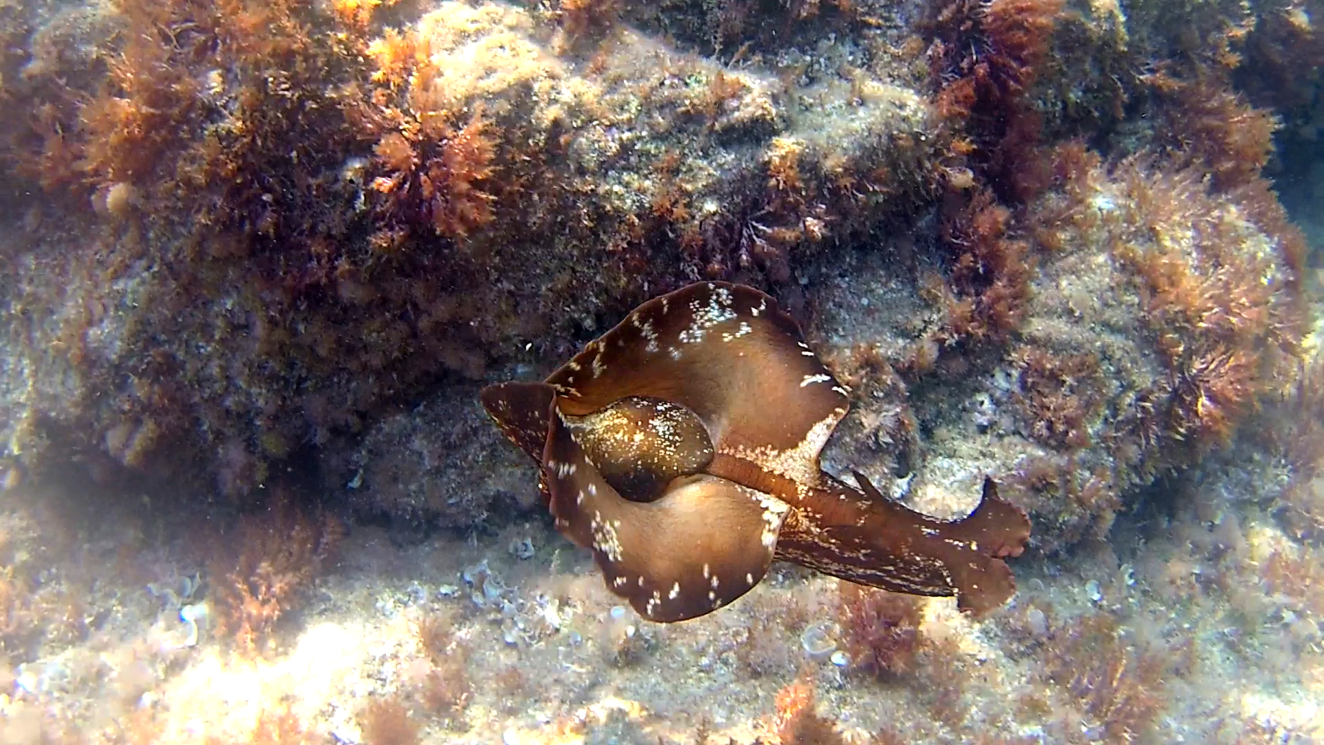 La Lepre Marina - Aplysia depilans - Ballerina Spagnola del Mediterraneo - Depilatory Sea Hare - intotheblue.it