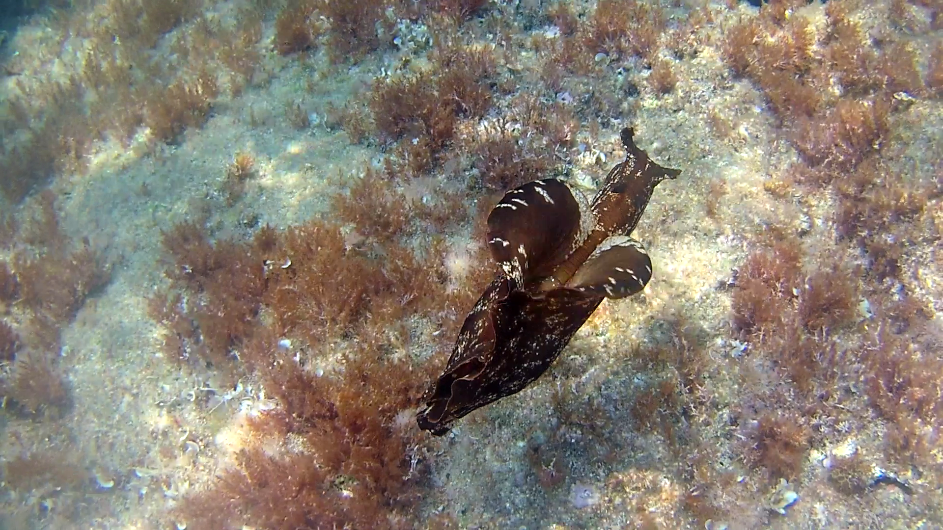 La Lepre Marina - Aplysia depilans - Ballerina Spagnola del Mediterraneo - Depilatory Sea Hare - intotheblue.it