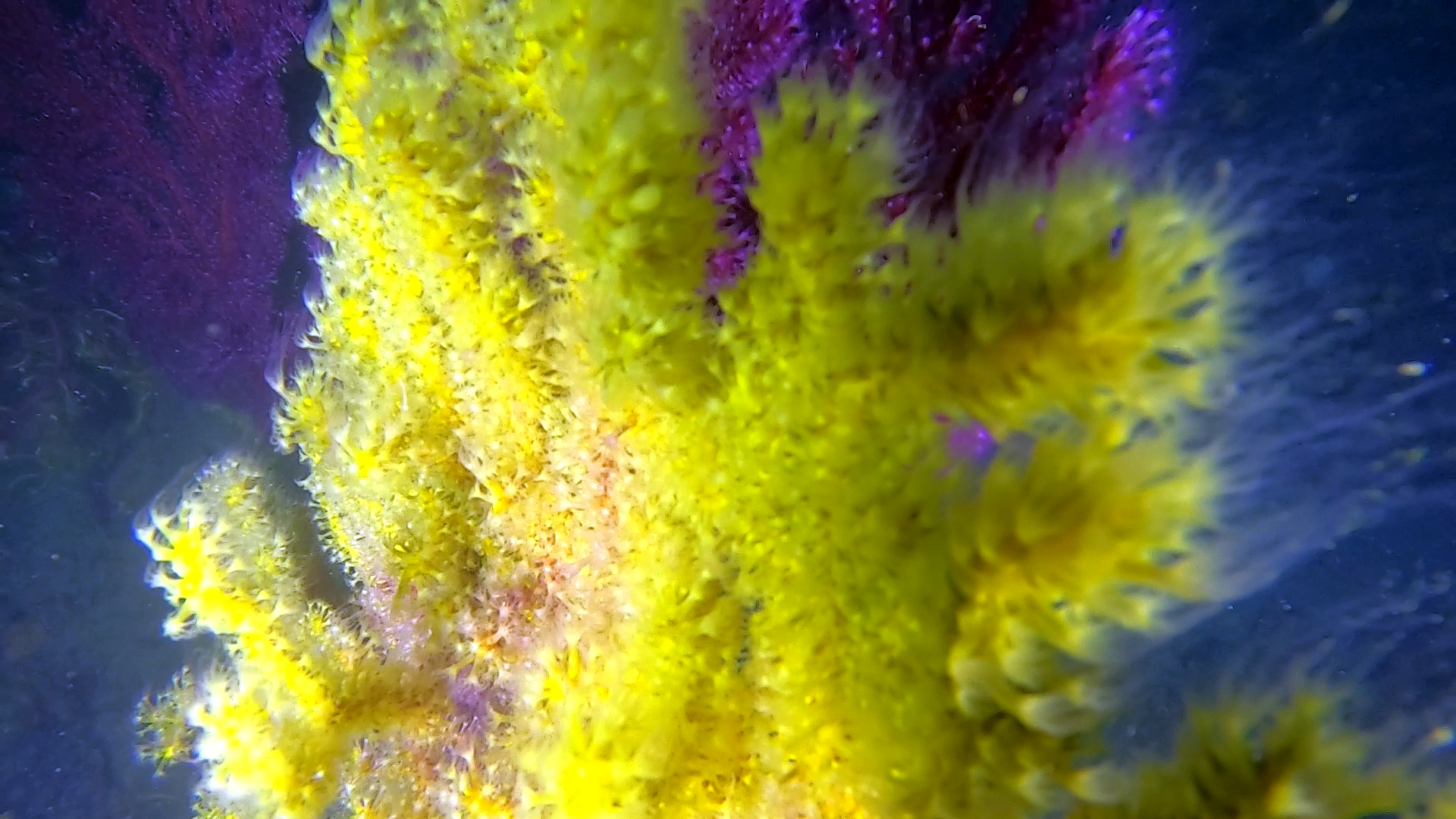 Rilascio dei gameti di Savalia savaglia - Release of gametes of Gold coral - intotheblue.it