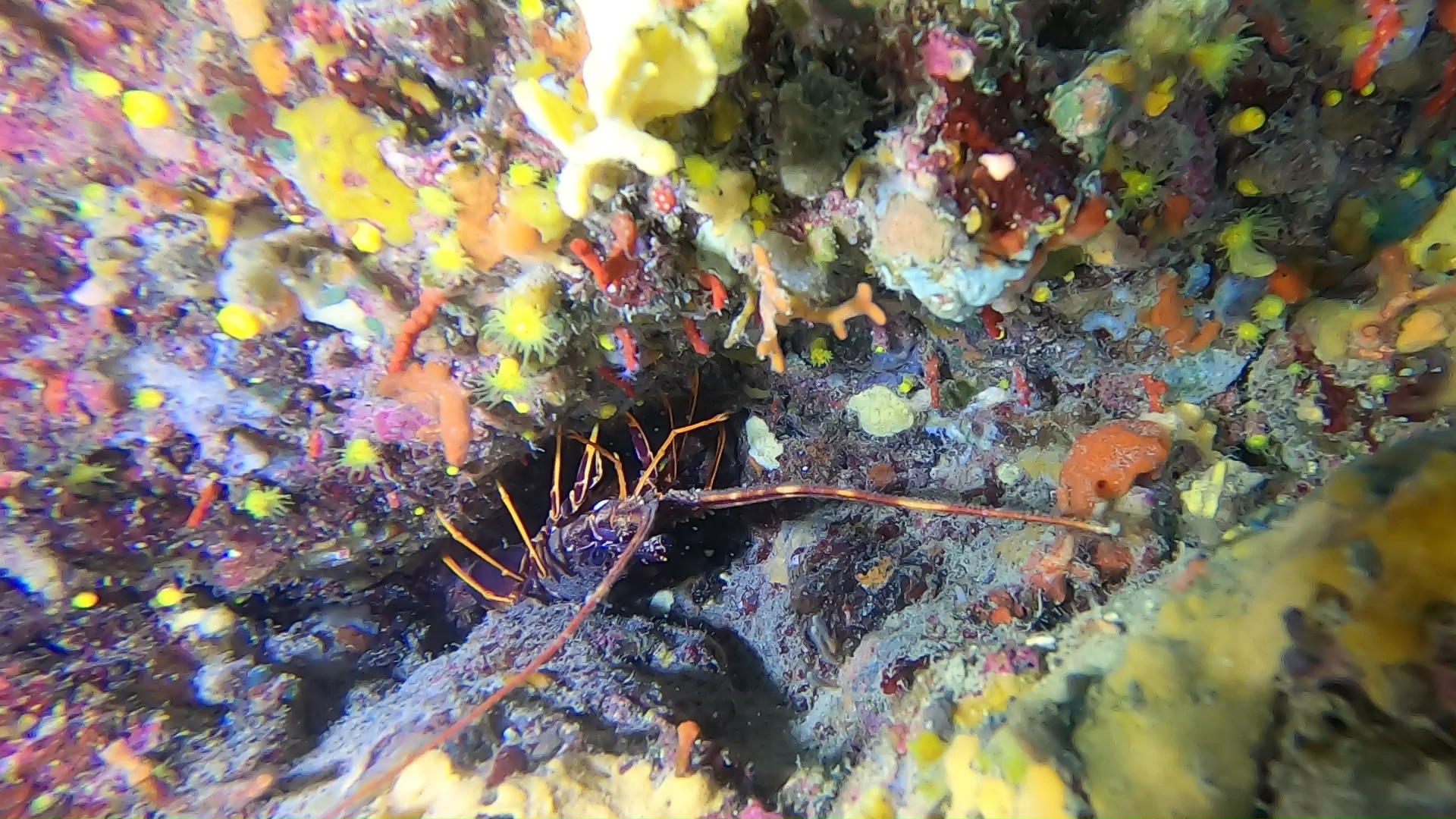 Aragosta Mediterranea Palinurus elephas Spiny lobster - Corallo Rosso - Corallium Rubrum - intotheblue.it
