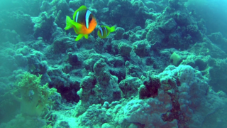The Yellowtail Clownfish