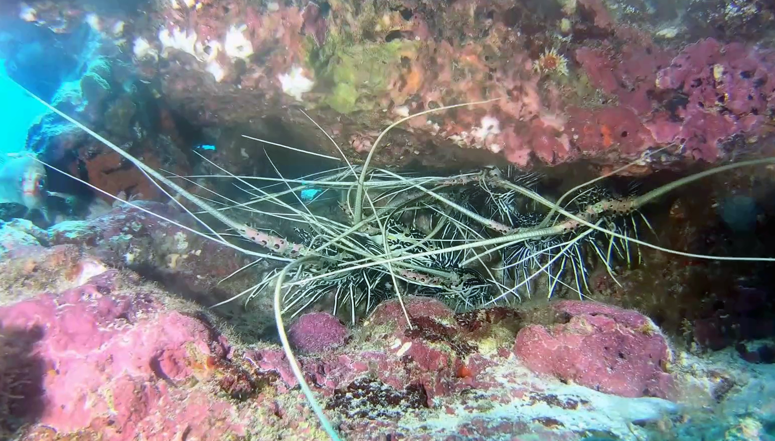 Aragosta tropicale Panulirus versicolor Blue spiny Lobster intotheblue.it