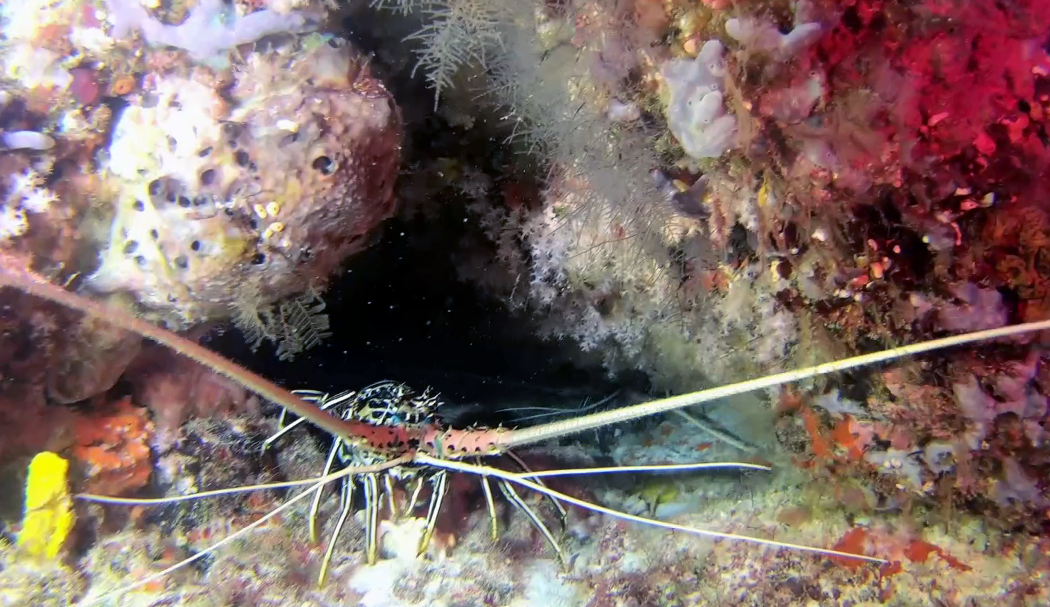 Aragosta tropicale Panulirus versicolor Blue spiny Lobster intotheblue.it