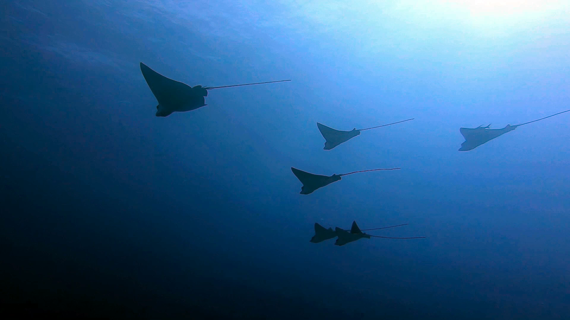 Aquila di Mare Maculata - Aetobatus narinari - Spotted Eagle Ray - intotheblue.it