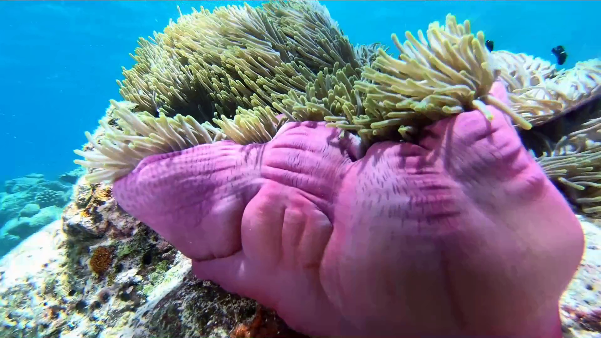 anemone Ritteri - magnificent sea anemone - anemone magnifica - Heteractis magnifica - intotheblue.it